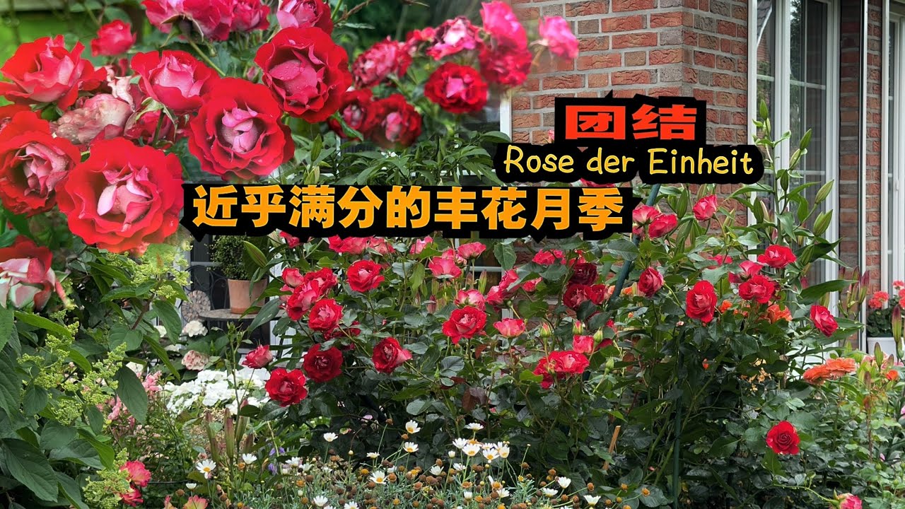 强推一款ADR认证丰花月季/耐寒耐雨淋耐晒勤花抗病性好的Rose der Einheit团结/不想后期麻烦就选它/不散花花期长/实现自由切花无缝衔接/Kordes月季/30.06.2024