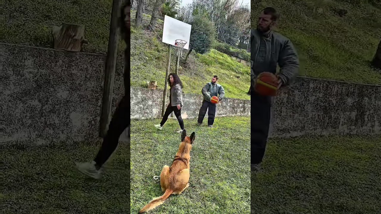 #dogs #malinois #malinoismonday #k9 #belgianmalinois #dogtraining #doglife #dogshorts #dog