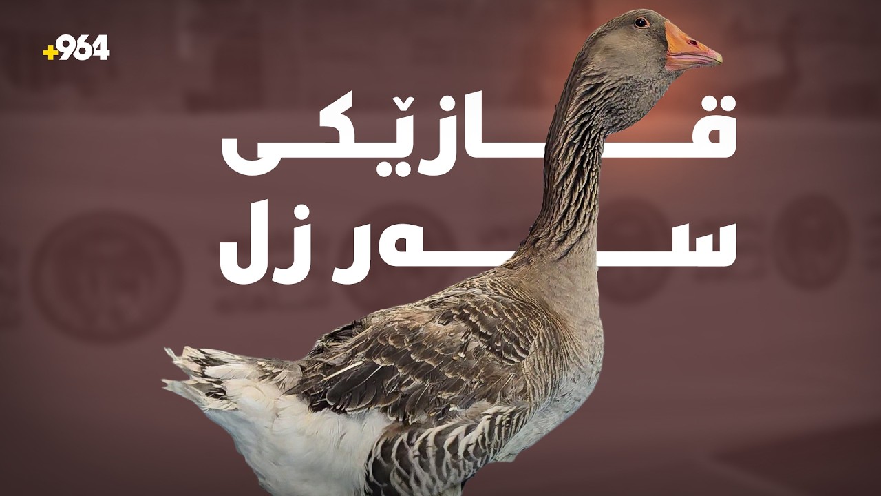 ئەم قازە سەری هێند زلە پێیدەڵێین هێستر؛ بزانە نرخەکەی چەندە؟