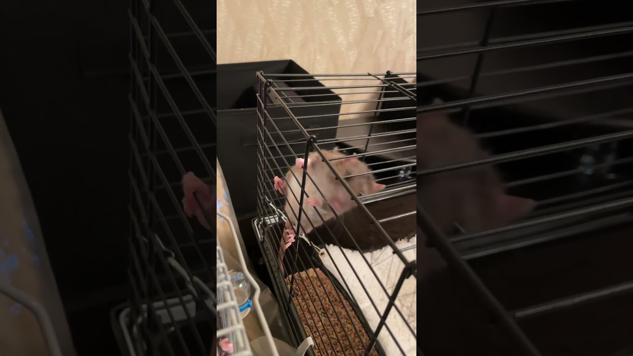 Новая клетка не прошла тест 