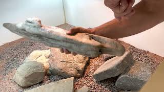Setting Up the Enclosure for Uromastyx