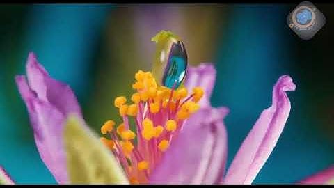 سورة الغاشية بصوت عذب