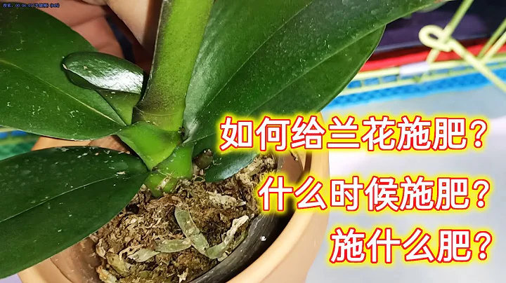 如何給蘭花施肥？什麼時候施肥？施什麼肥好？養蘭必備！（阿濤養花114期）How to fertilize orchids?What fertilizer? - 天天要聞
