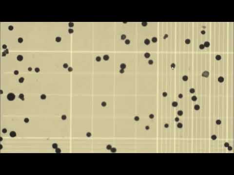 Video Định lượng vi sinh vật bằng buồng đềm hồng cầu - youtube
