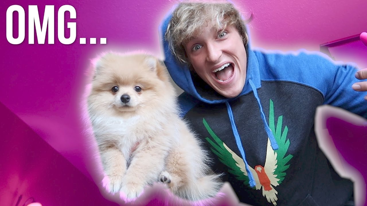 what breed is logan paul's dog