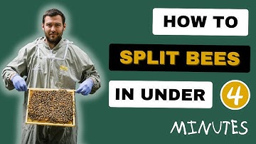 How I Split My Beehives - Try This!