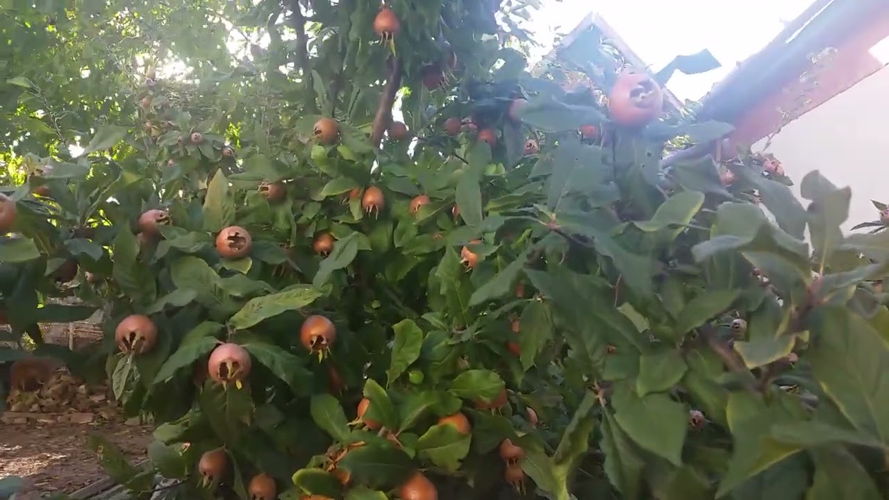 Pom fructifer  Mosmon