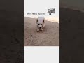 minecraft built dog 💀💀💀 #minecraft #shorts