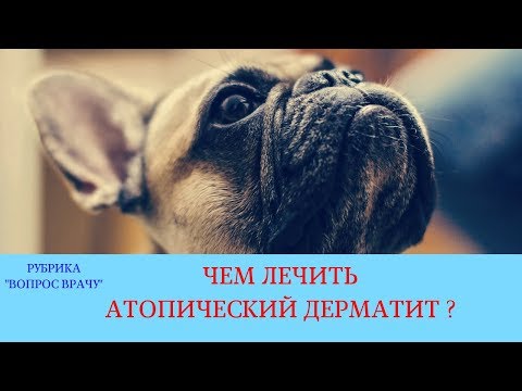 02.02.18 Атопический дерматит собак