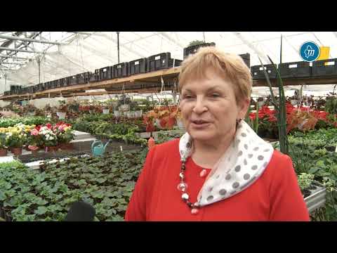 Владелица тюменского питомника раскрыла секрет выгодной покупки тюльпанов и их долгого цветения