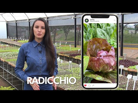 Vídeo: O que é Radicchio: Aprenda sobre o cuidado das plantas Radicchio