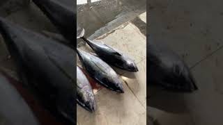 Tuna Fish #fish #streetfood #fishcutting #food #tuna #shorts
