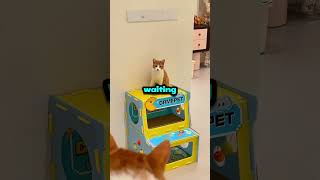 Woman Accidentally Steals Identical Orange Cat