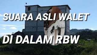 INILAH SUARA ASLI BURUNG WALET DALAM RBW