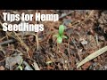 Tips for hemp seedling stage