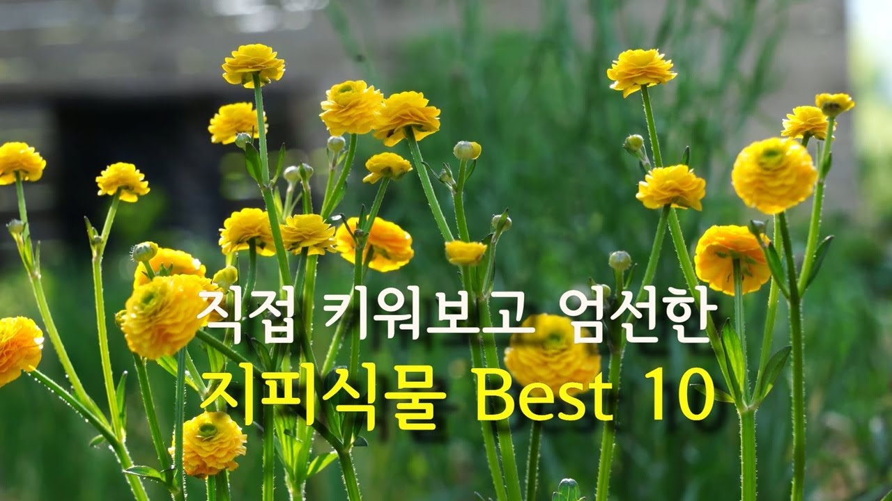 잡초대신 꽃으로/수년 동안 직접 키워 보고 엄선한 잡초 이기는 지피식물 10가지/월동하는 지피식물 BEST 10/쉽고 재미있는 가드닝/