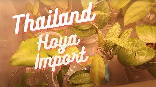 Importing Hoyas from Thailand