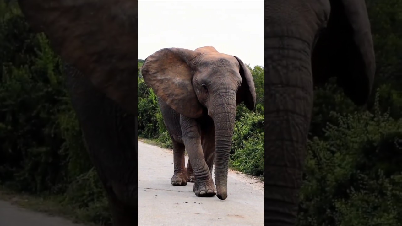 The Addo Elephant National Park 