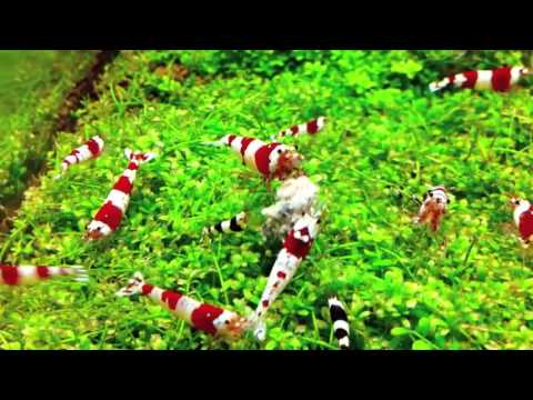 lotus aquarium youtube