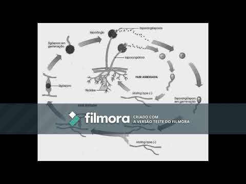 Vídeo: Diferença Entre Mastigomycotina E Zygomycota