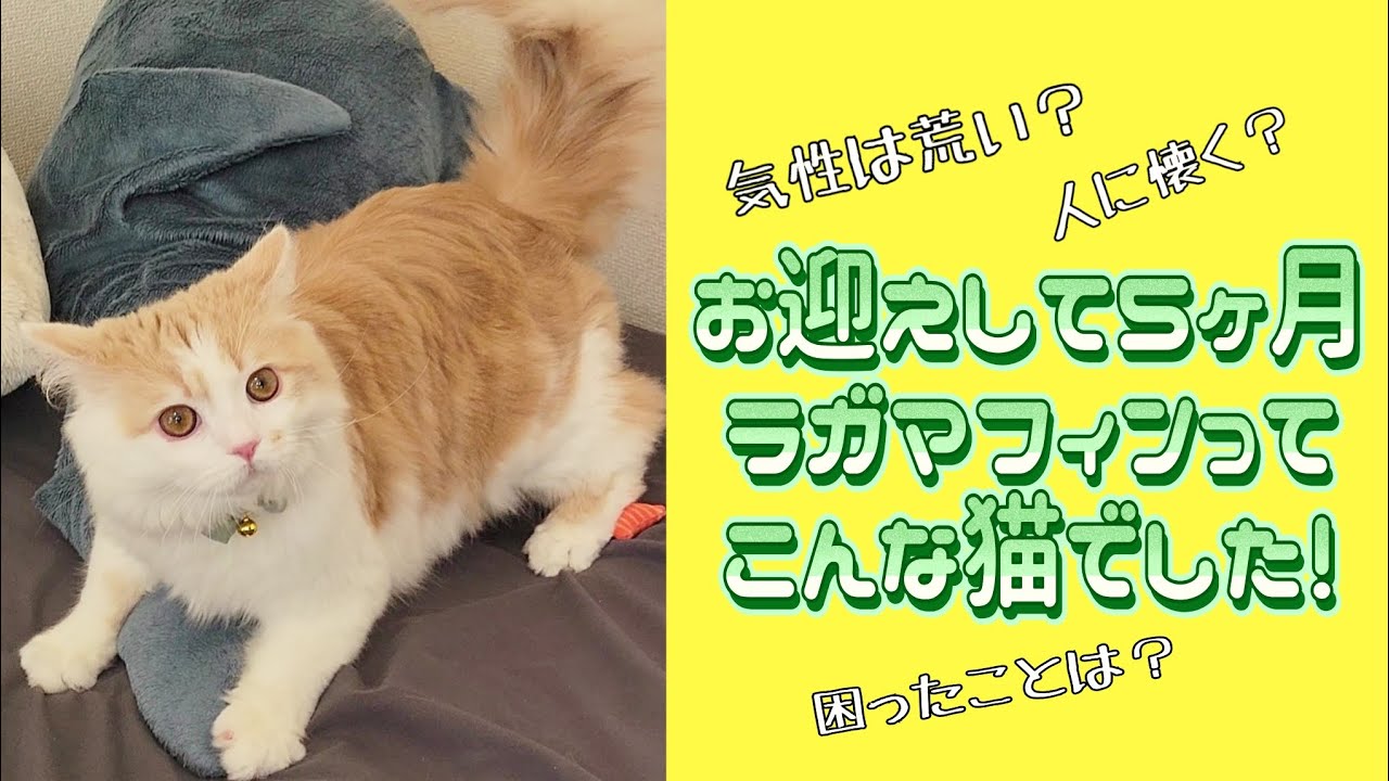 ラガマフィン445様 ラガマフィンでシルバー系の子猫を探す｜子猫ブリーダーナビ