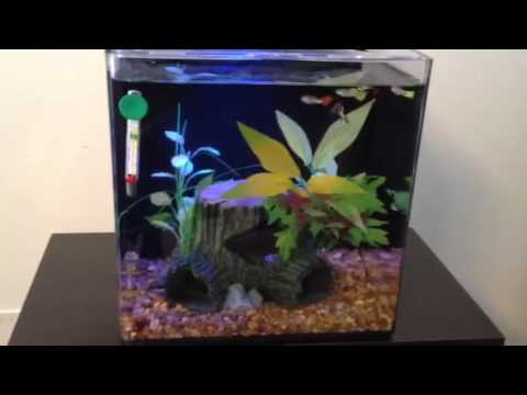 aqueon evolve 8 gallon