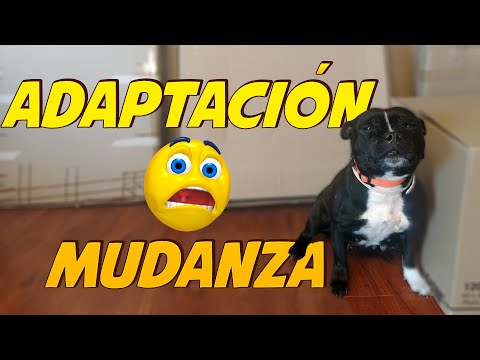 Video: Mi perro tiene problemas para adaptarse a un nuevo entorno