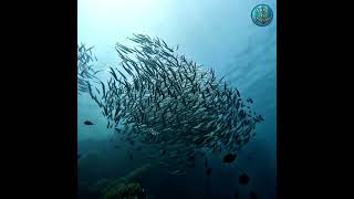 GoPro Underwater: Jackfish on the hunt..