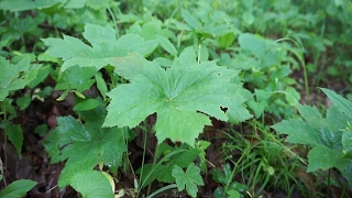 Yellow Root Identification