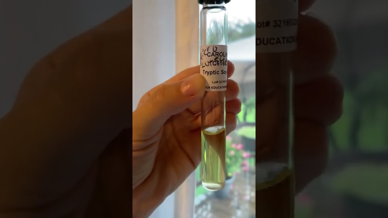 M. luteus tryptic soy broth post 48 hours.