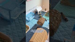 The perfect guinea pig cage