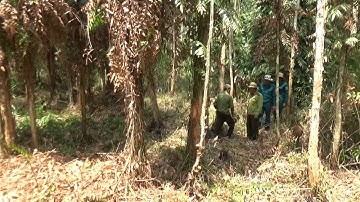 Hơn 20 nghìn ha rừng U Minh Hạ dự báo cháy cấp cực kỳ nguy hiểm