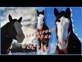 VLOG: День на конюшне / Купили лошадь
