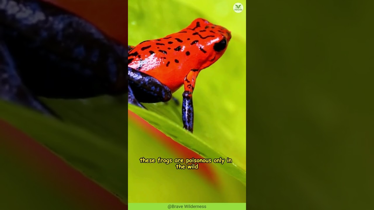 Strawberry Poison Dart Frog 🍓🐸 Tiny, Bright, and Deadly  | The Wise Hub 