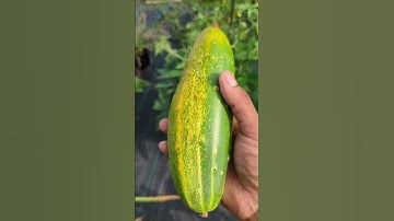 Why cucumber turning yellow ?? | #cucumber