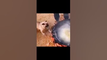 Giải trí cùng thứ cưng #shorts