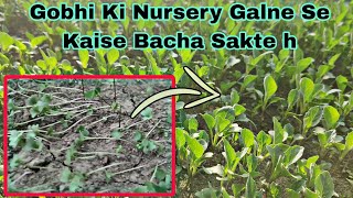 Gobhi Ki Nursery Galne Se Kaise Bachaye  | गोभी की नर्सरी गलने से कैसे बचाये | Praveen Thakur screenshot 5