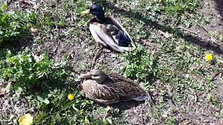 Das Enten Paar am Chillen (24.10.2021)