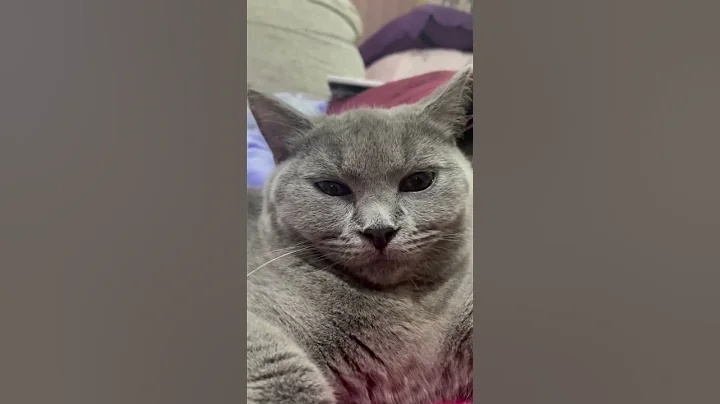 Video 2780591: british hair cat, cats british beauty, cute baby cat british, cat baby girl