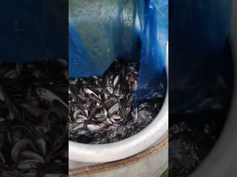 Fish Transportation technique