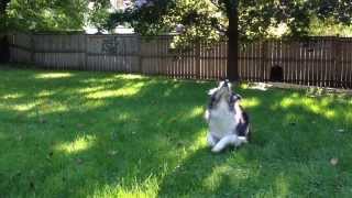 Jumpin' Dog.... In Slow Motion