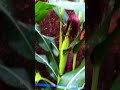 Homegrown &amp; 100% Organic! Our sweet corn is finally ready to harvest