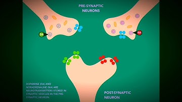 Mechanism of action of Bupropion