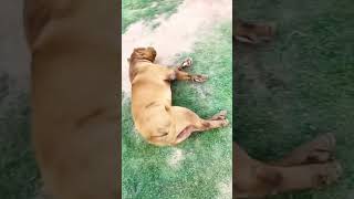 Dramatic dog #dog #funnydogs #funny