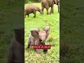 Слоны слышат ногами?!