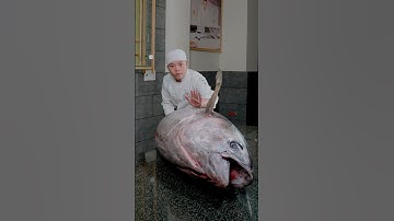 Tuna fillet full version 2025 x Hoshi Phan #hoshiphan #sashimi #asmr #maguro #sushi #hoshi