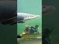 Lihat Badanmu sudah kebesaran‼️#arapaima #shorts #trending #viral #ikanpredator