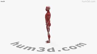Human Muscular System 3D model by 3DModels.org