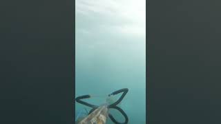 Seabass Hunting #spearfishing