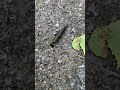 Cartoon Monster On A Rocky Road Or Is It Is It Real Snakefly Larva In Helsinki
